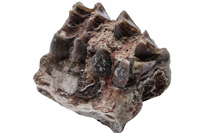Oreodont (Merycoidodon) Jaw Section - South Dakota #223603